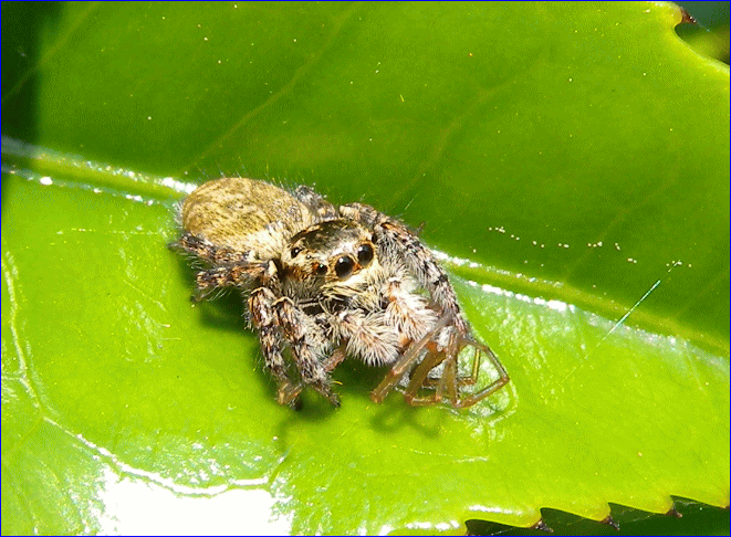 �l�R�n�G�g���̂̃T���l�C��