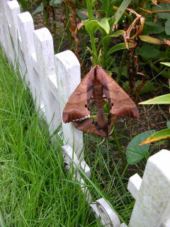 ������̃����X�Y���̎ʐ^