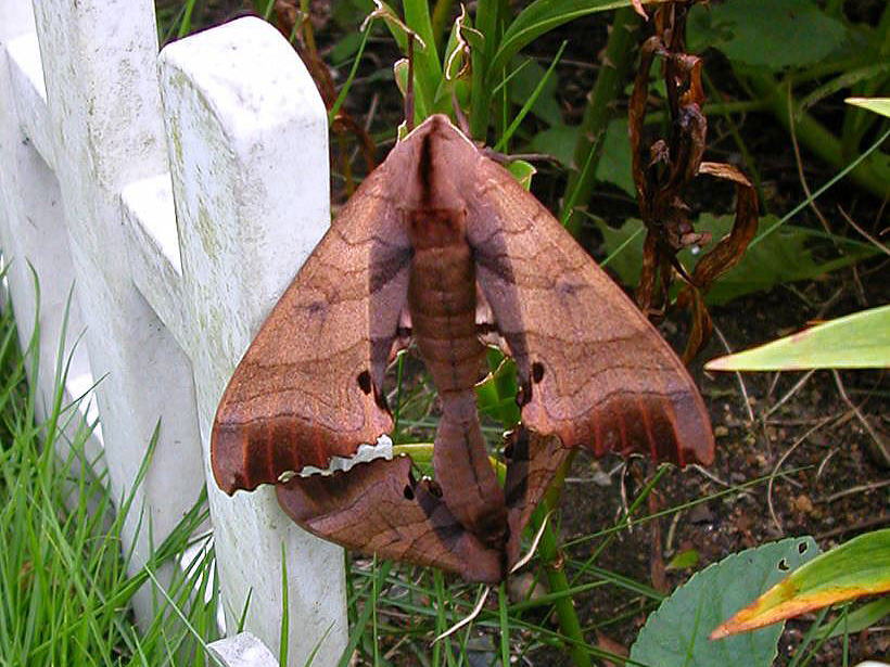 �����X�Y���̊g��ʐ^1