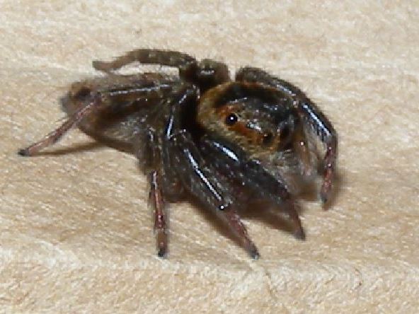 �A�_���\���n�G�g���̎ʐ^1