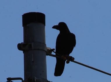 �n�V�u�g�K���X�̃T���l�C��