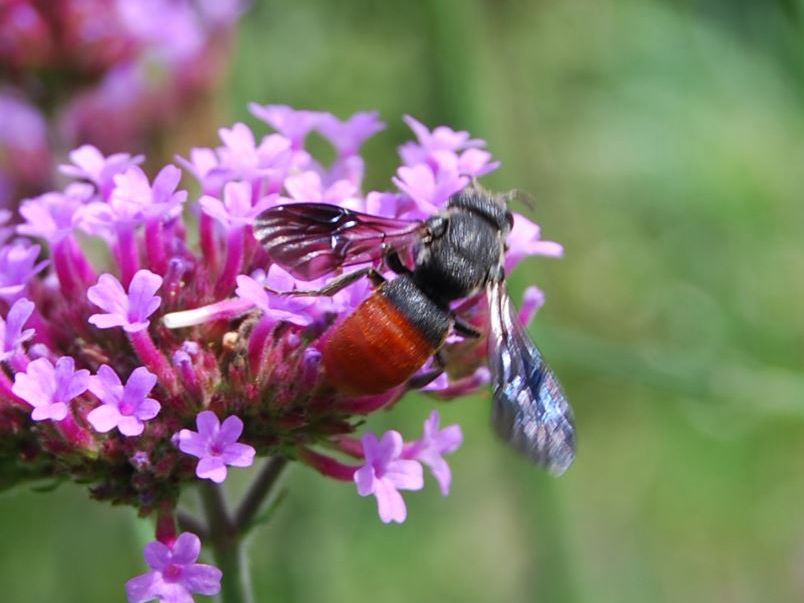 �n���A�J���h���n�L���o�`�̊g��ʐ^5